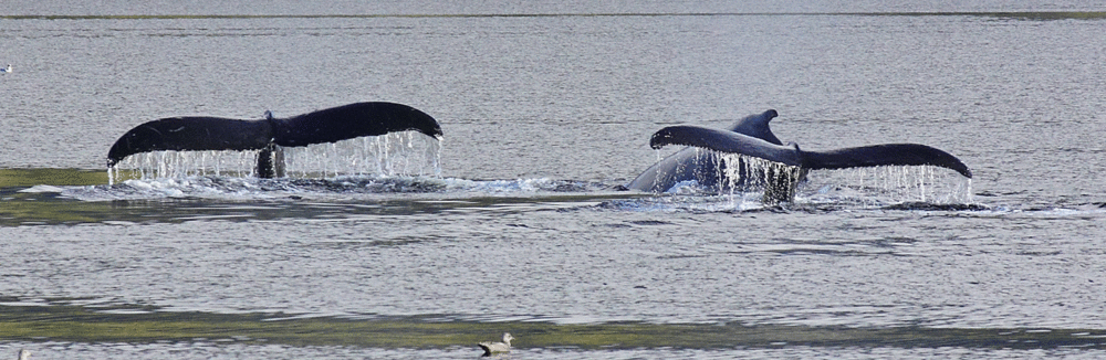 Three humpback whales diving.