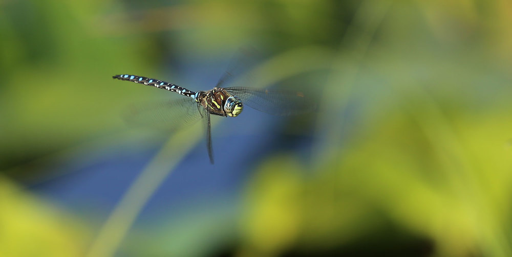Paddle-tailed darner dragonfly, landing gear retracted, in flight. 