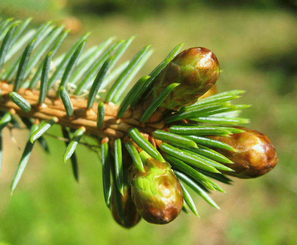 Spruce tips