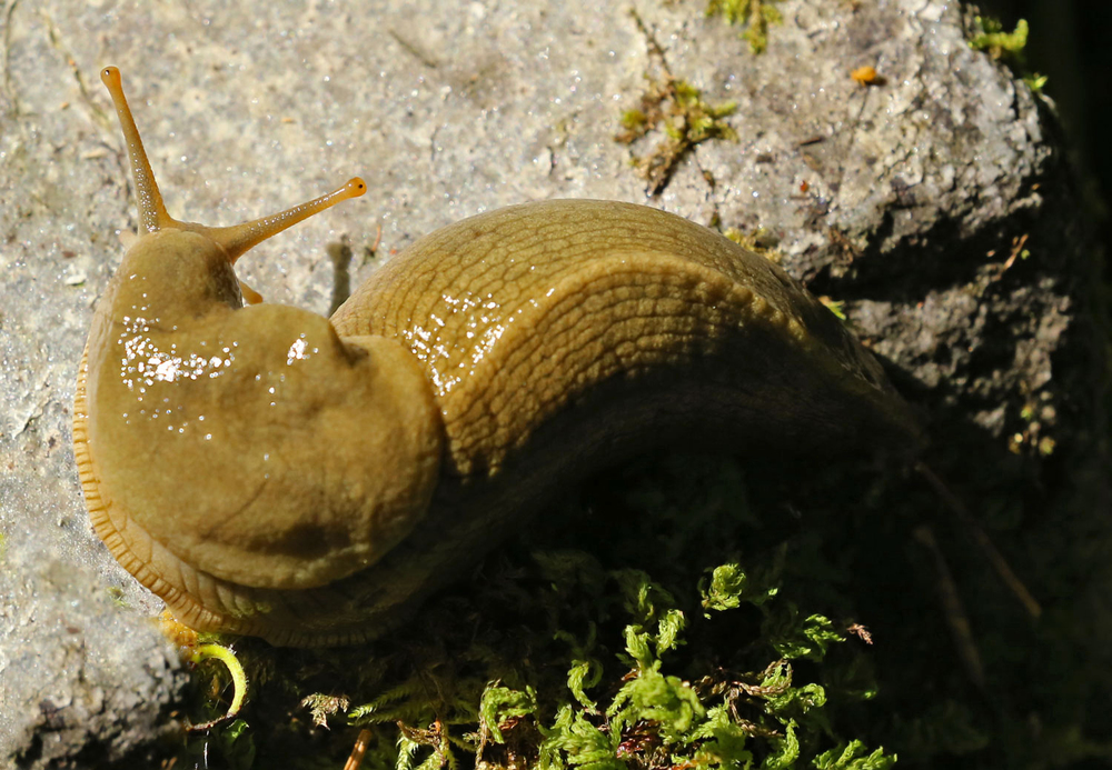 Slug in Southeast Alaska